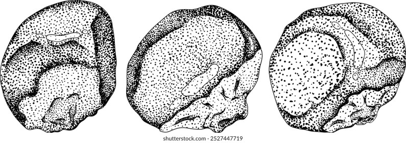 Frutas de guaraná. Ingrediente superalimentario para bebidas energéticas. Natural orgánico dibujado a mano grabado aislado Ilustración vectorial