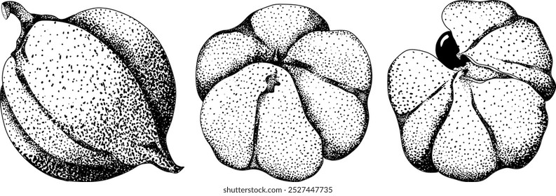 Frutas de guaraná. Ingrediente superalimentario para bebidas energéticas. Natural orgánico dibujado a mano grabado aislado Ilustración vectorial