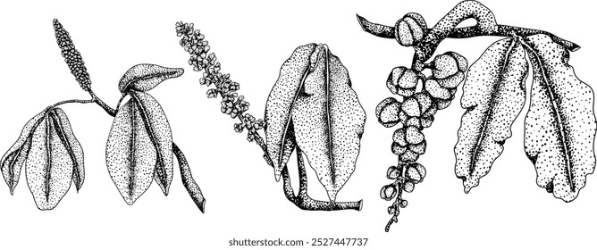 Guarana fruits. Superfood ingredient for energy drink. Natural organic hand drawn engraving isolated vector illustration