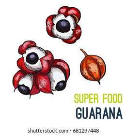 Guarana. Full color super food hand drawn sketch vector illustration.