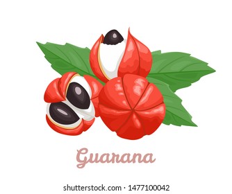 Guarana isolated on a white background. Vector illustration of superfood fruit  in cartoon simple flat style.