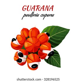  Guarana y hojas, Paullinia cupana. Supercomida. Objetos aislados sobre fondo blanco. ilustración vectorial.