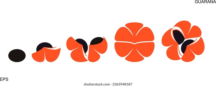 Guarana logo. Isolated  guarana on white background