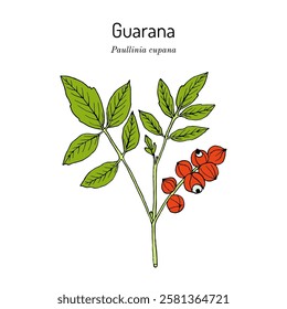 Guarana (Paullinia cupana) branch with fruit and leaves. Hand drawn botanical vector illustration.