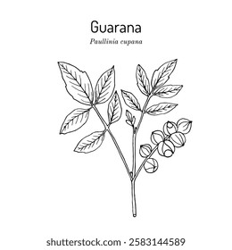 Guarana (Paullinia cupana) branch with fruit and leaves. Hand drawn botanical vector illustration.