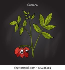 Guarana (Paullinia cupana) branch with fruit and leaves. Hand drawn botanical vector illustration.