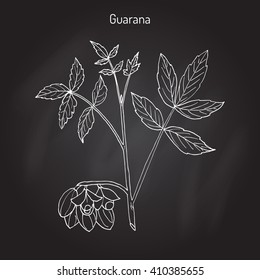 Guarana (Paullinia cupana) branch with fruit and leaves. Hand drawn botanical vector illustration.