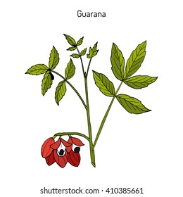 Guarana (Paullinia cupana) branch with fruit and leaves. Hand drawn botanical vector illustration.