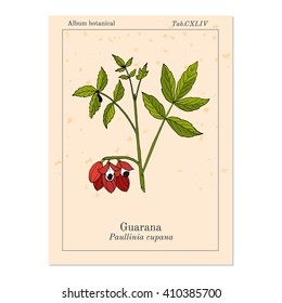 Guarana (Paullinia cupana) branch with fruit and leaves. Hand drawn botanical vector illustration.
