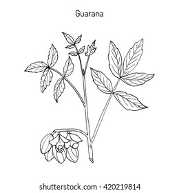 Guarana (Paullinia cupana) branch with fruit and leaves. Hand drawn botanical vector illustration.