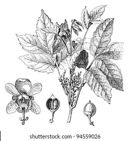 Guarana (Paullinia sorbilis) / ilustración vintage de Meyers Konversations-Lexikon 1897