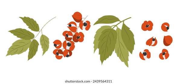 Planta de guaraná, conjunto de hojas y frutos. Superalimento antioxidante medicinal. Ilustración vectorial.