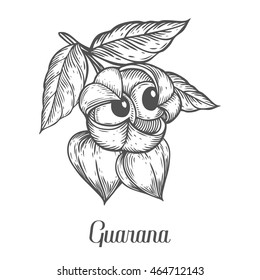 Guarana seed, fruit berry energetic diet caffeine plant superfood energy drink and herbal tea ingredient. Natural organic hand drawn vector sketch engraved illustration. Black isolated on white