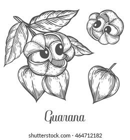 Semilla de guaraná, bebida energética de frutillas, cafeína planta de energía de superalimentos y ingrediente de té herbal. Dibujo vectorial natural dibujado a mano grabado con ilustración. Negro aislado en blanco