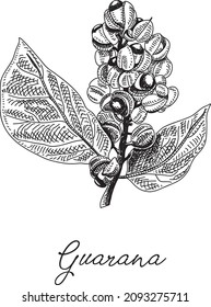 Guarana. Ilustración vectorial dibujada a mano.