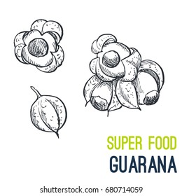 Guarana. Super food hand drawn sketch vector illustration.