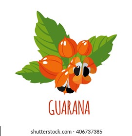 Guarana vector logo  in flat style. Isolated object. Superfood guarana fruit icon. Vector illustration. 