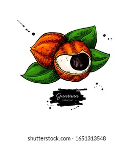 Dibujo de supercomida vectorial de la Guarana. Ilustración aislada a mano sobre fondo blanco. Alimentos orgánicos saludables. Excelente para banner, afiche, etiqueta