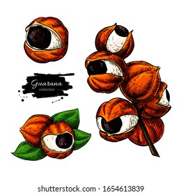 Conjunto de dibujo de superalimentos vectoriales de Guarana. Ilustración aislada a mano sobre fondo blanco. Alimentos orgánicos saludables. Excelente para banner, afiche, etiqueta