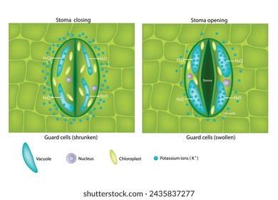 Guard cells swollen and Guard cells shrunken. Stoma closing and Stoma opening. Potassium ions.