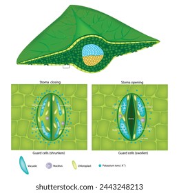 Schutzzellen geschwollen und Schutzzellen geschrumpft. Stomaschluss und Stomaöffnung. Kaliumionen.