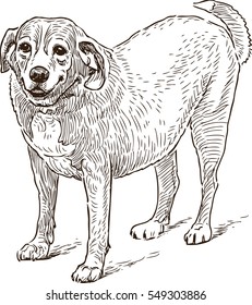 guard dog sketch