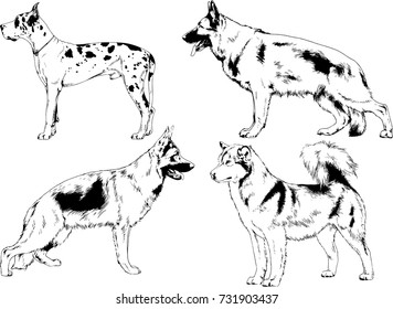 guard and service dogs hand-drawn in ink with no background