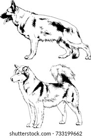guard and service dogs hand-drawn in ink with no background