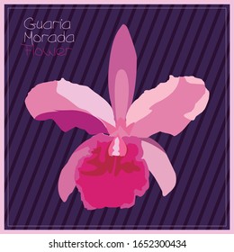 The Guaria Morada is the Costa Rica's National Flower.  Vector - ilustration.