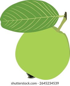 Guava Color Art featuring a vibrant and artistic representation of tropical guava fruit with soft textures and fresh tones, ideal for food-themed designs and summer concepts.