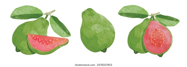 Guava Design elements set. watercolour style vector illustration.