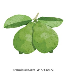 Guava Design elements. watercolour style vector illustration.