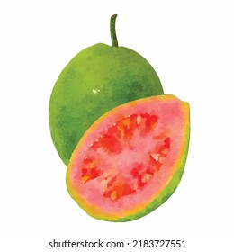 Guava drawing on a white background. Exotic fruit vector illustration. Tropical food. Fruits hand drawn. Watercolor style picture. Clipart for logo, design and greeting card.