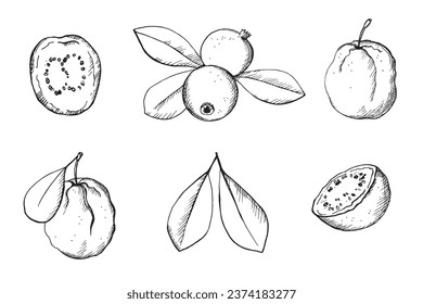 Guava edible tropical fruit hand drawn vector illustration with engraving on isolated background. Set with whole berry, slice and leaves guavas plant for logo, print, template, card, wrapping, design