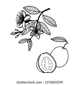 Guava. Flower, fruit. Vector stock illustration eps10. Outline, isolate on white background. Hand drawn.