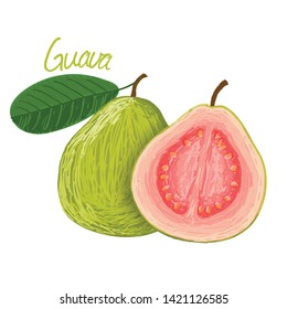 Featured image of post Guava Fruit Sketch Guava tropical fruit vector sketch isolated icon