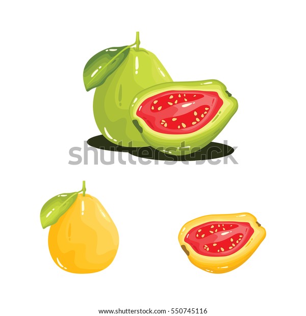 Guava Fruit Fresh Realistic Vector Illustration Stock Vector (Royalty