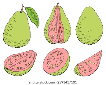 Guava fruit graphic set color isolated sketch illustration vector 