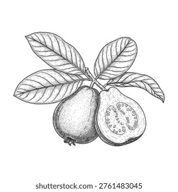 Guava fruit on branch with leaves, one whole and one halved