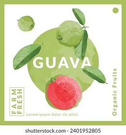 Guava fruit packaging design templates, watercolour style vector illustration.