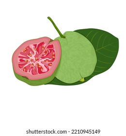 Guava fruit with red flesh along with leaves and stems for banners for fertile gardens. Vector illustration