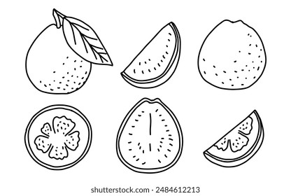 Guava fruit set whole and halves doodle outline