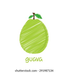 guava fruit, sketch design vector