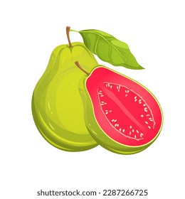 Guava fruits.Guava whole and half. Fresh green guava fruits.Vector illustration.