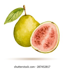 Featured image of post Guava Drawing Browse the user profile and get inspired