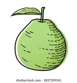 Guava isolated on white background. Vector illustration of fruit