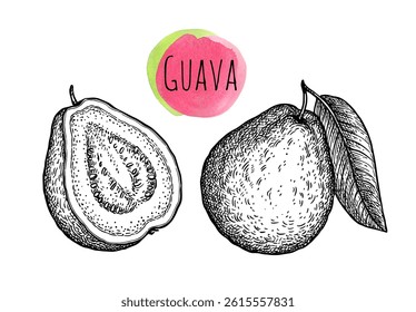 Guava with leaf and half. Ink sketch isolated on white background. Hand drawn vector illustration. Retro style.