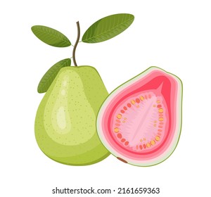 Guava with leaves, flat style vector illustration isolated on white background