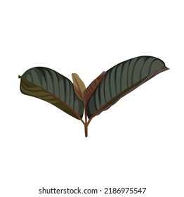 Guava petals with a white background