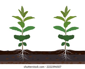 guava sapling kimju on a white background.